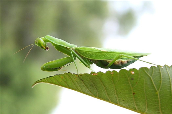 巨螳螂吃什么食物,螳螂吃什么蔬菜讲解