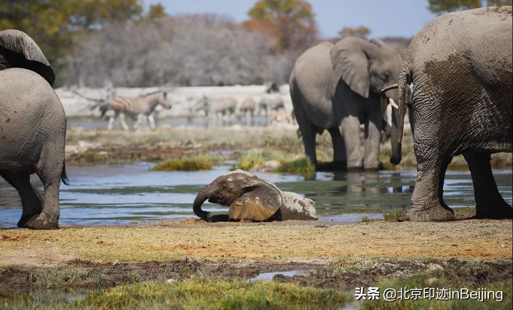 京城水迹|北京城与大象:六月则浴