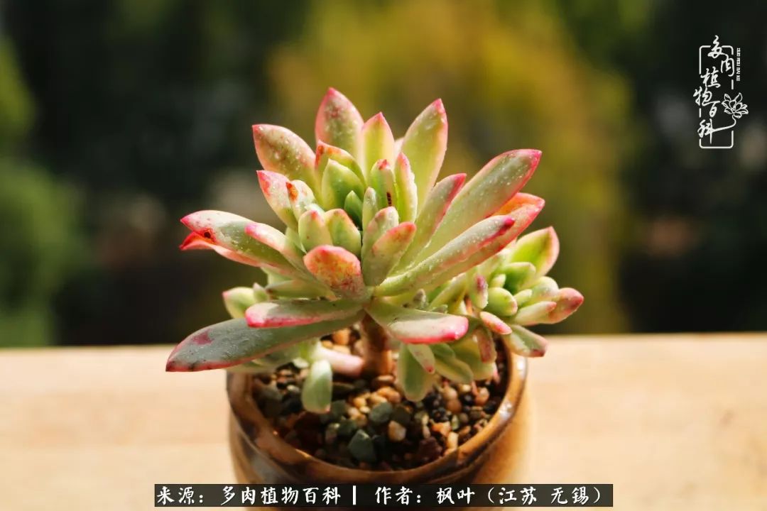 多肉与生命感悟,多肉时光