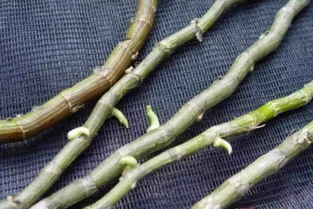 檀香石斛野生,檀香石斛兰麝香