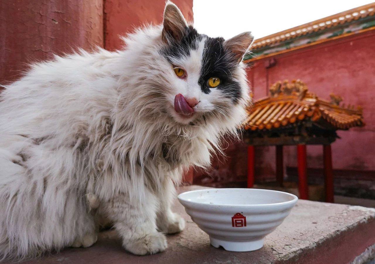 吸猫最高境界图片,吸猫最高境界完整视频