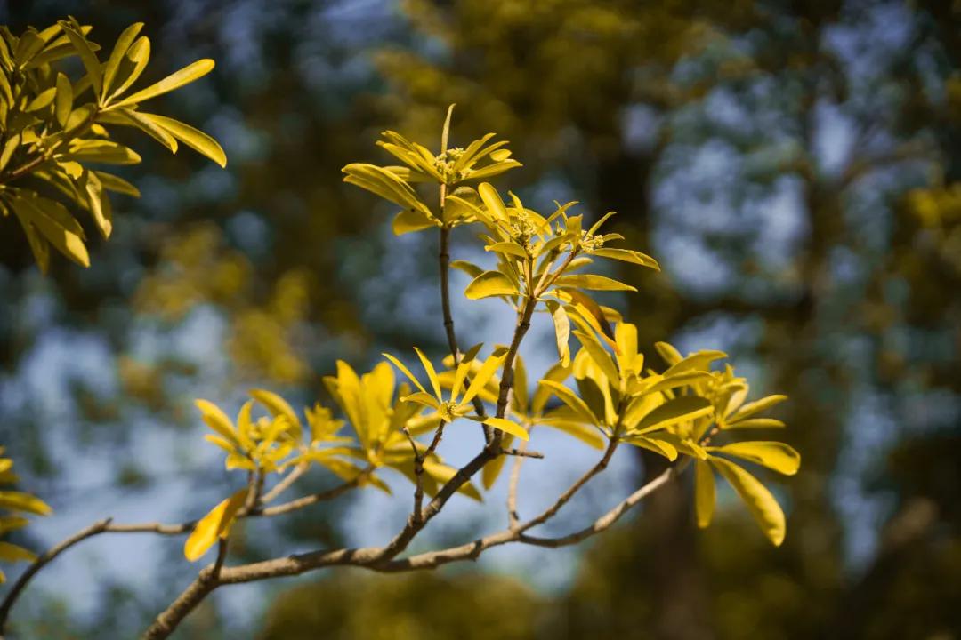 看,这是属于泉信的秋韵