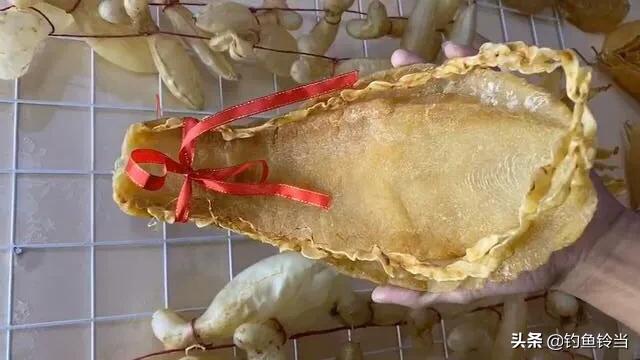 黄唇鱼的愤怒，长着贵过黄金的鱼鳔并没有错，错的是人心的贪婪！