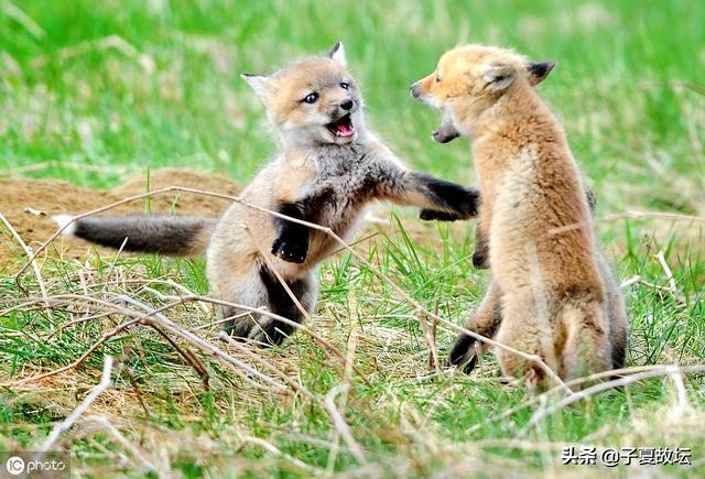 蛊卦九二爻是什么意思,蛊卦的卦辞和爻辞