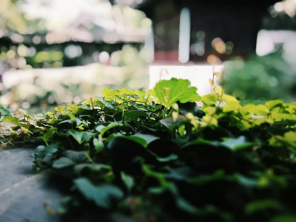 苏州古典园林沧浪亭介绍 (苏州沧浪亭园林图片)