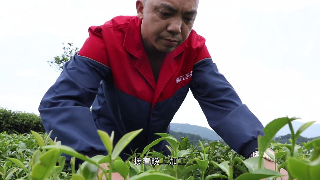 坦洋工夫红茶与普通红茶的区别,岩茶和坦洋工夫红茶的当家品种