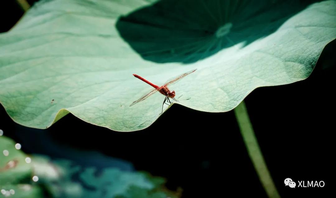 摄影爱好者的拍摄题材,一名业余摄影爱好者的简介