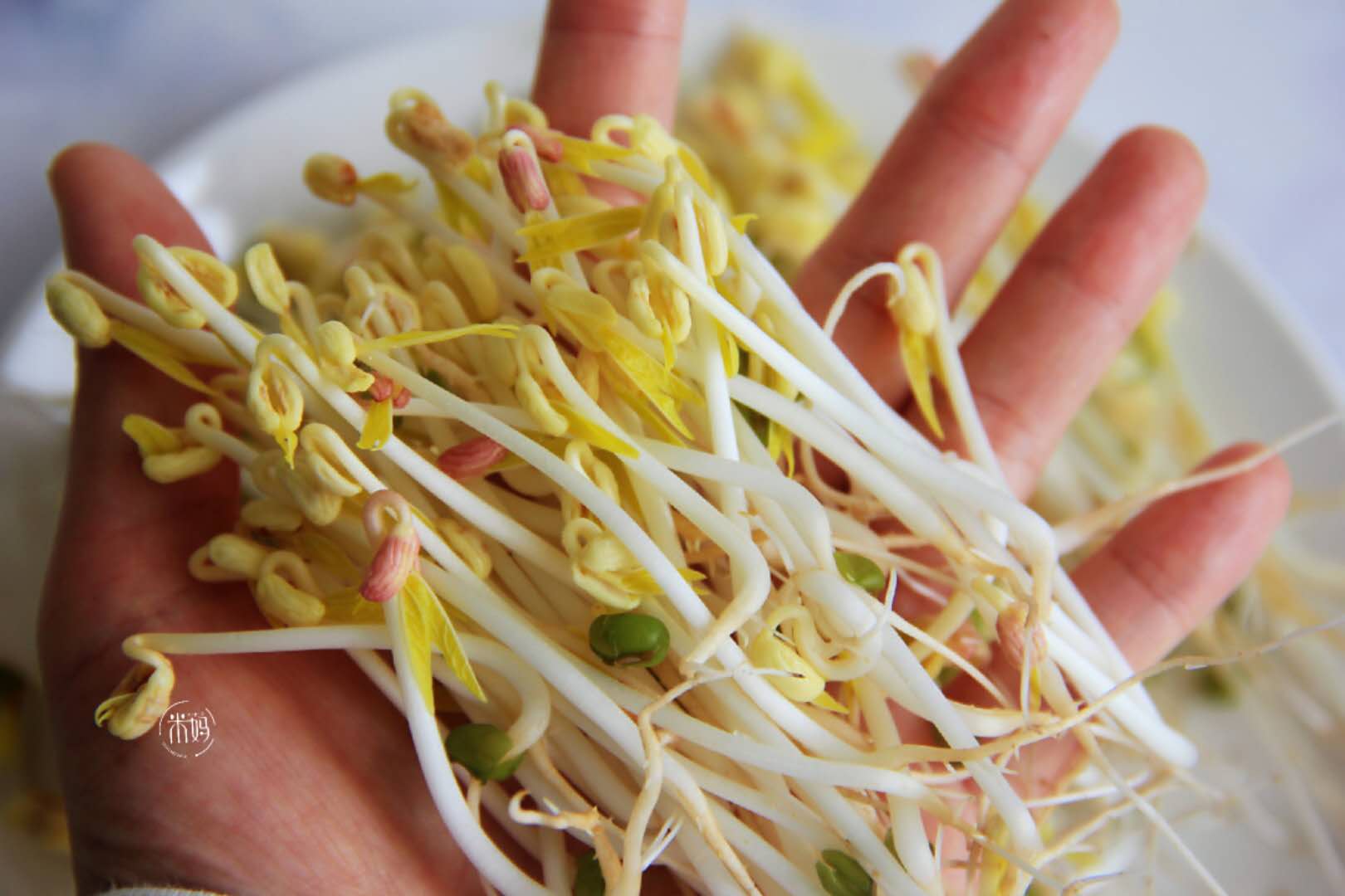 发豆芽原始的简单方法,发豆芽的方法简单又好