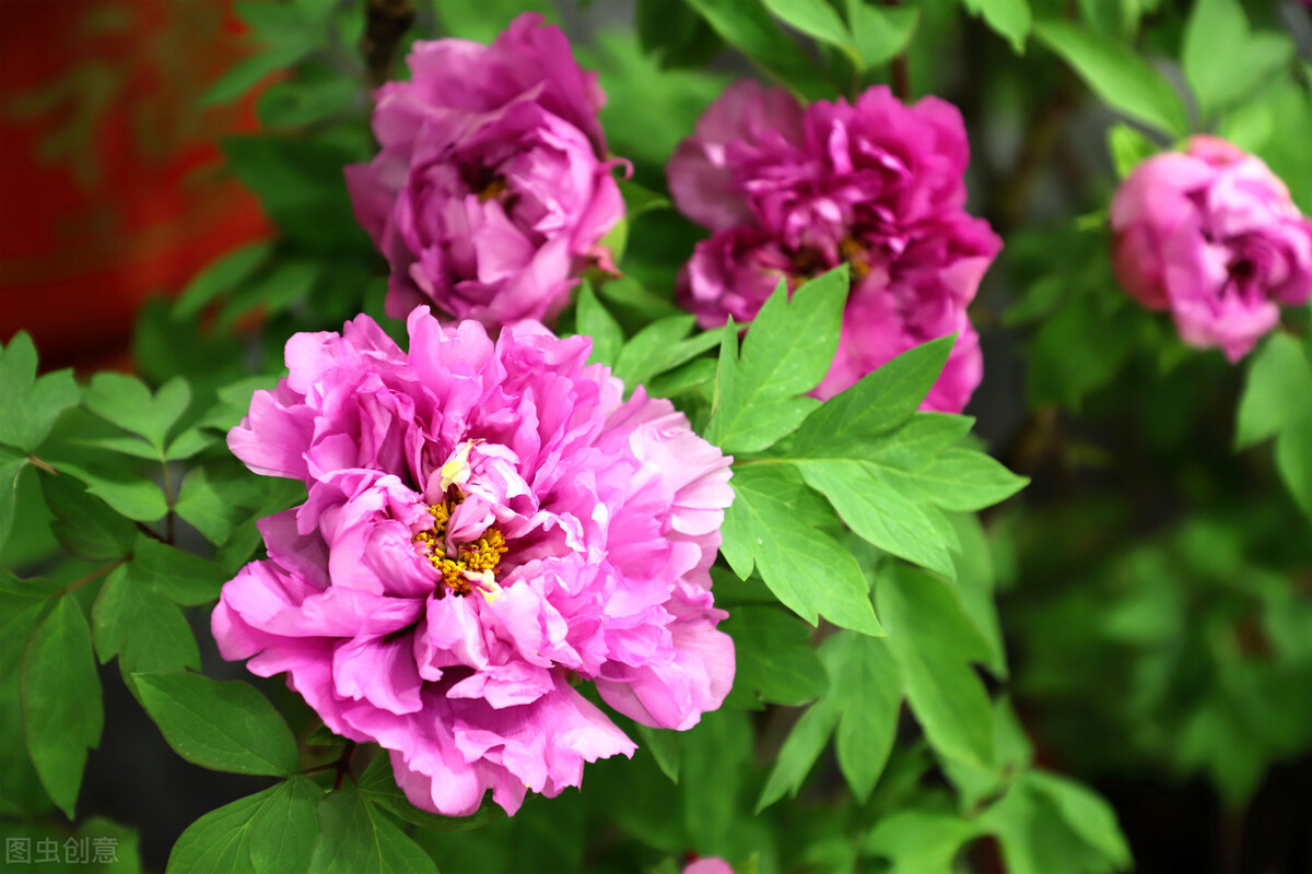 幸福标志图片大全,幸福人家的意思