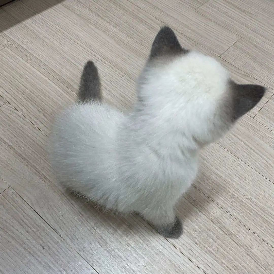 煤老板爆红完整版,煤老板ins