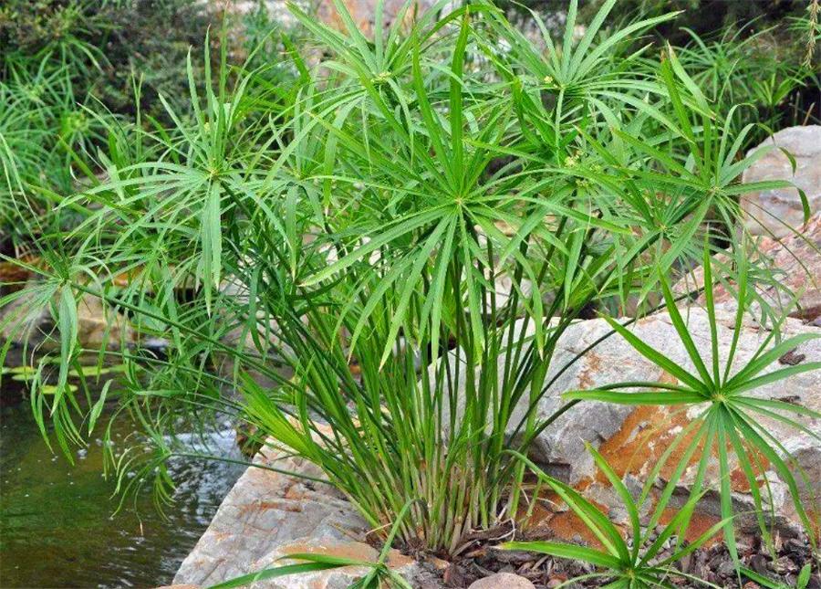 这5种花特别耐涝越浇水越会爆盆,容易浇死的6种花