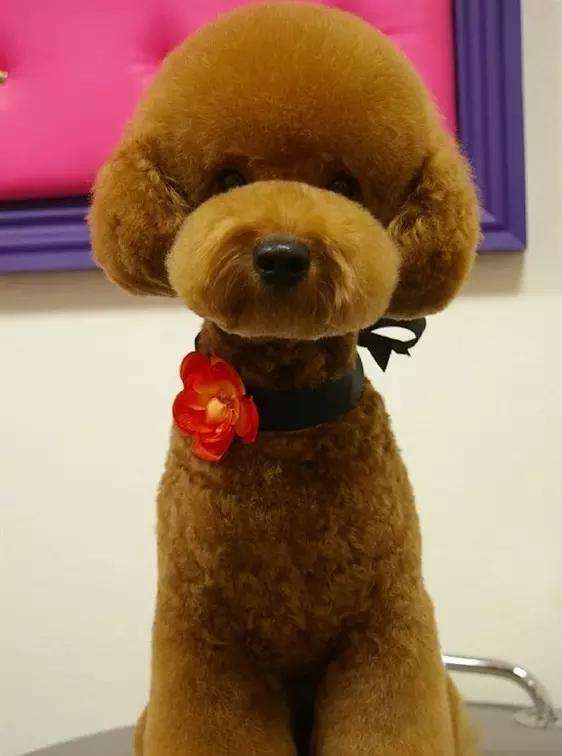 泰迪可以做比熊造型么,自己在家给比熊做造型