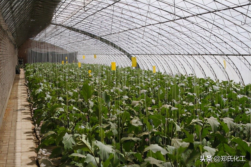 连阴雨天气过后大棚怎么管理,阴雨天大棚苗子管理方法