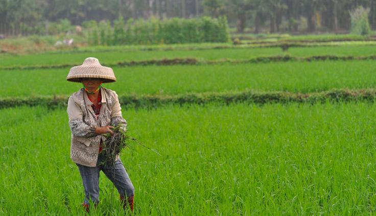 过了夏至节谚语,过夏至的俗语有多重要