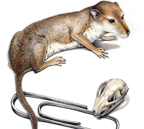 病毒感染后为什么产生炎症,病毒感染为什么会转成细菌感染