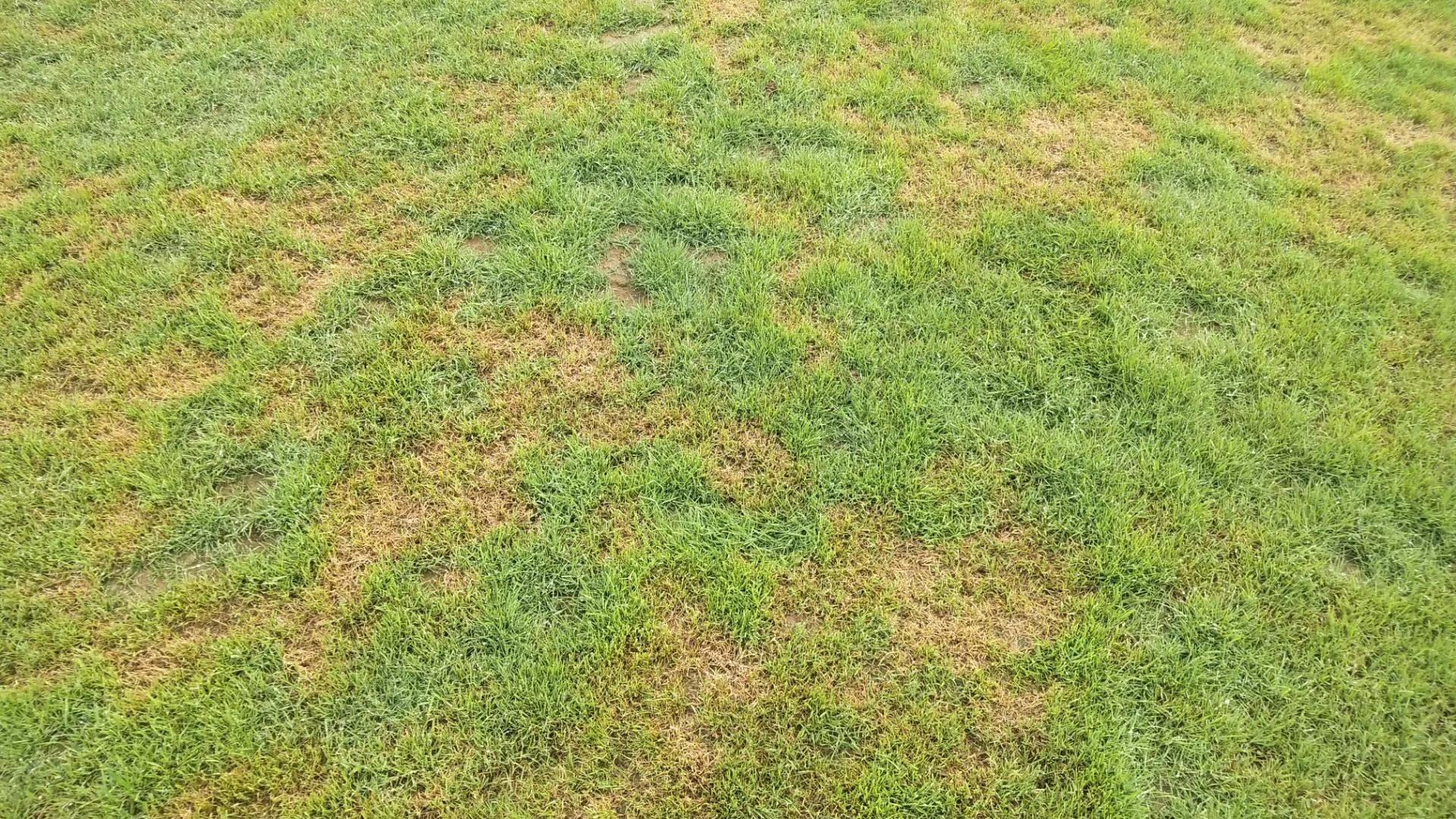 波尔多液治草坪腐霉病吗,草坪腐霉枯萎病用什么药