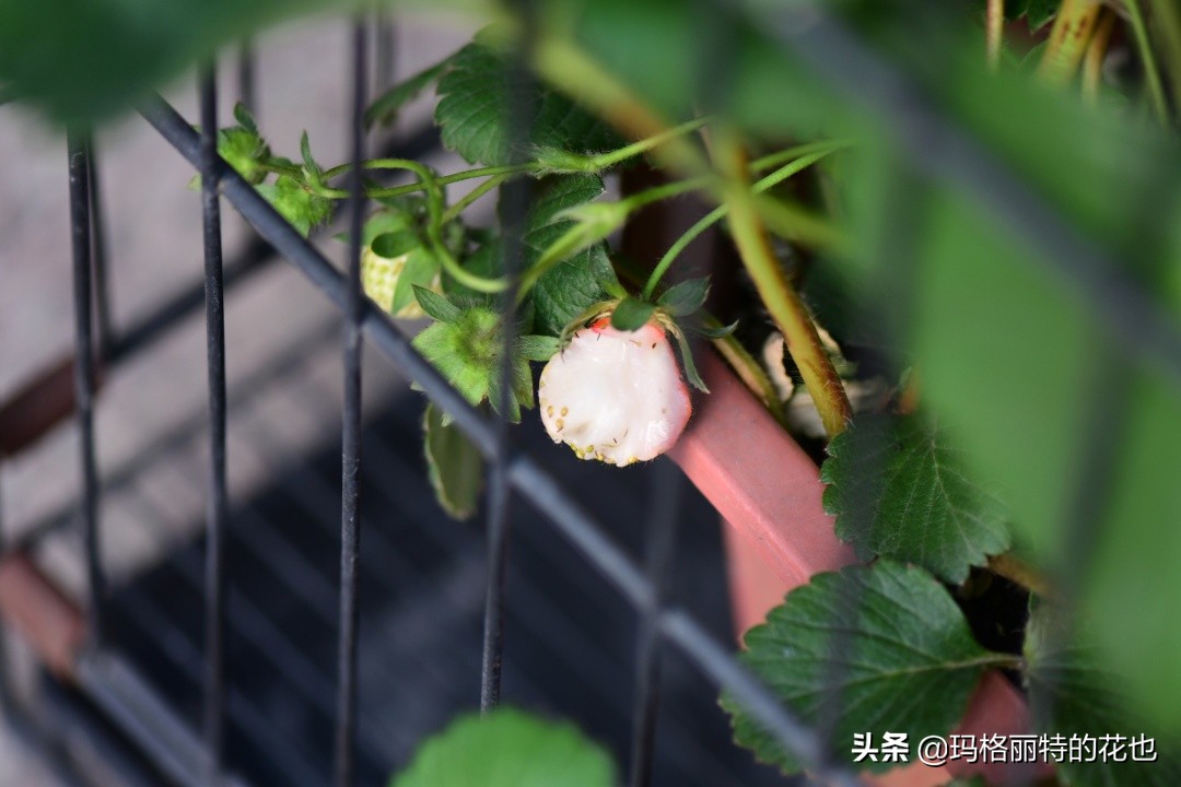 树莓在庭院怎么种植,树莓可在院子里种吗