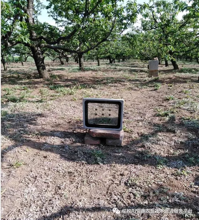 热死了，如何解决果树高温危害？这些措施少不了！