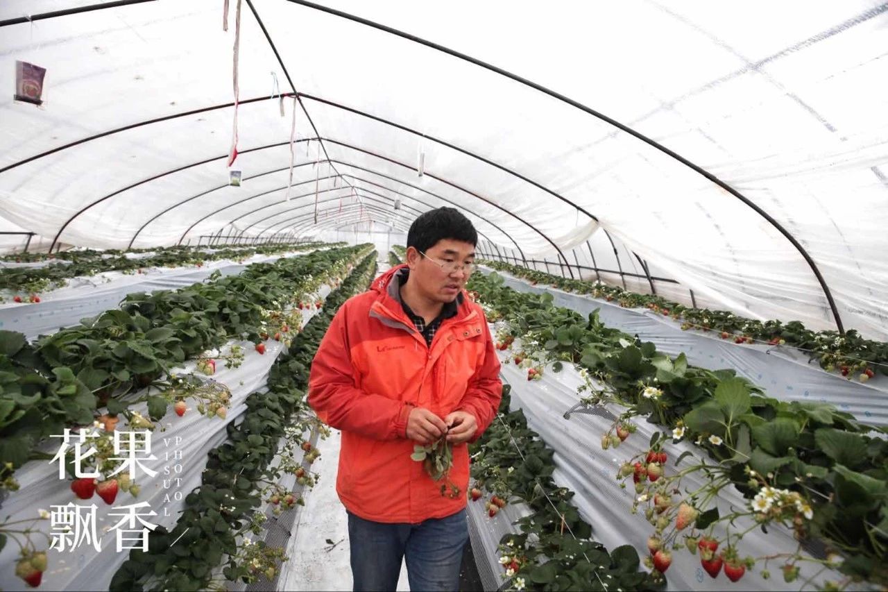 自家种草莓什么体验,博士种草莓的视频