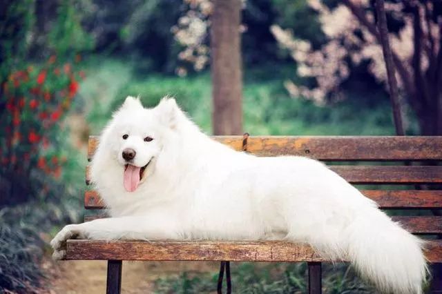 狗狗去皮屑攻略大全,狗狗皮毛有皮屑