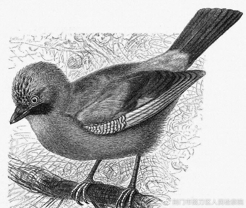 【检苑书香】从花鸟到可可豆,我们如何与自然对话?——好书推荐:《发现之旅》