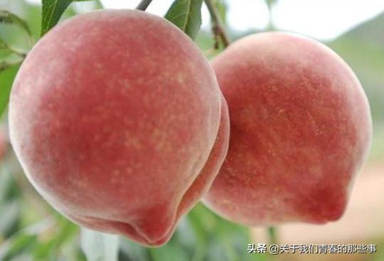 桃农告诉你，桃子没有这条线，就不是自然长熟的，告诉家人别买错
