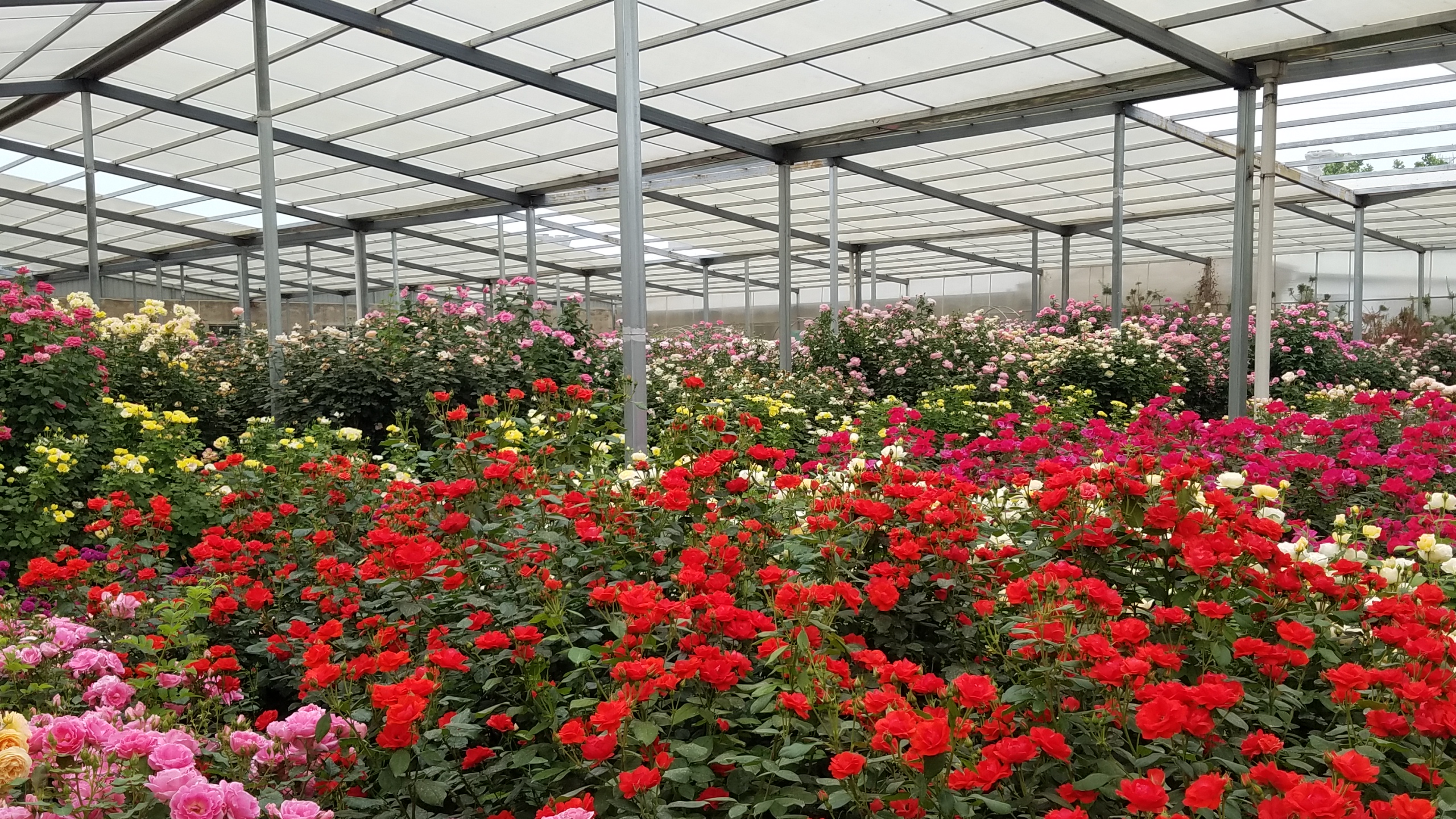 大兴月季园的月季有多少种,北京最大的月季基地在哪