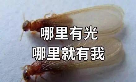 梅雨季节爆发的飞蚁，带着特有的“部落习俗”入侵南方