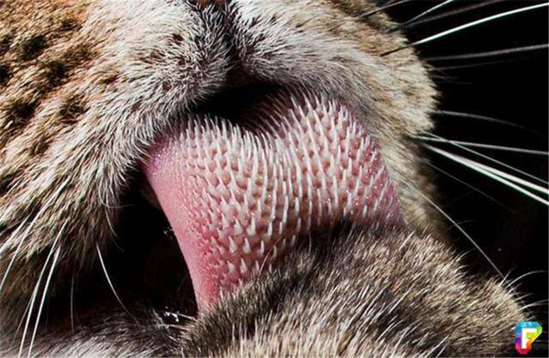 公猫繁衍会划伤母猫吗,公猫的生殖器官对母猫有什么伤害