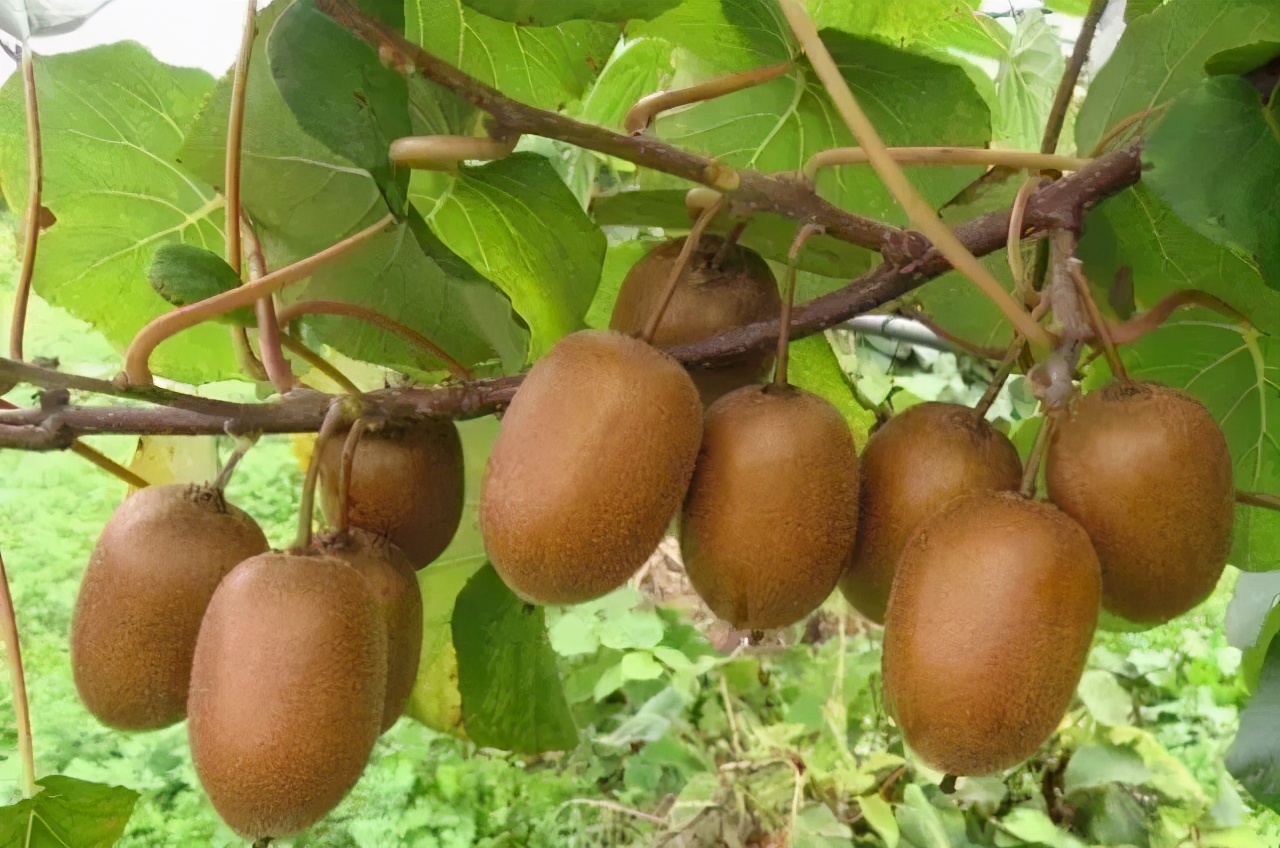 猕猴桃为啥一放软就坏了,猕猴桃批量催熟了容易坏怎么办