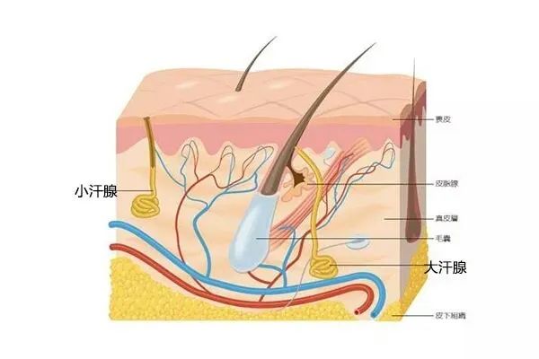 有狐臭和没狐臭的基因,狐臭是基因缺陷怎么改变