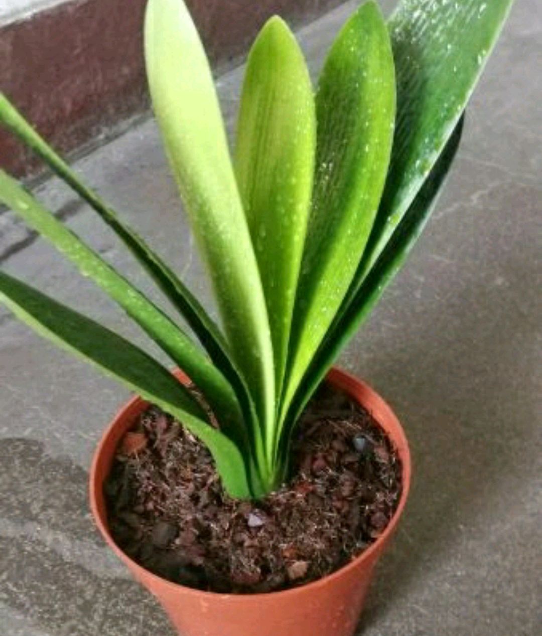 君子兰严重烂根如何发根,君子兰烂根可以用珍珠岩发根吗