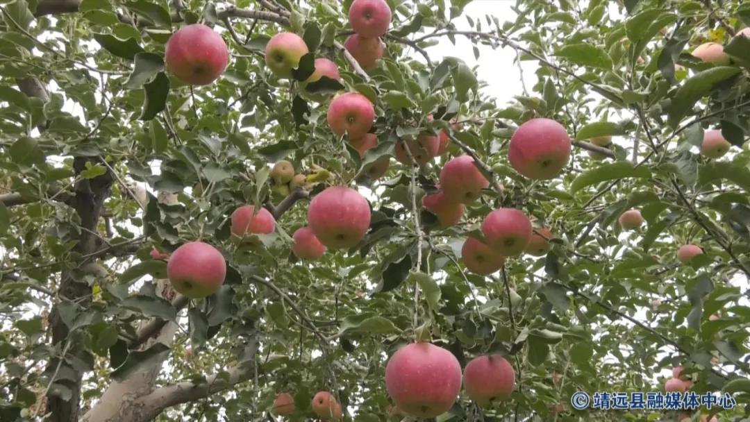 靖远三滩红富士苹果,靖远县红富士苹果啥时采摘