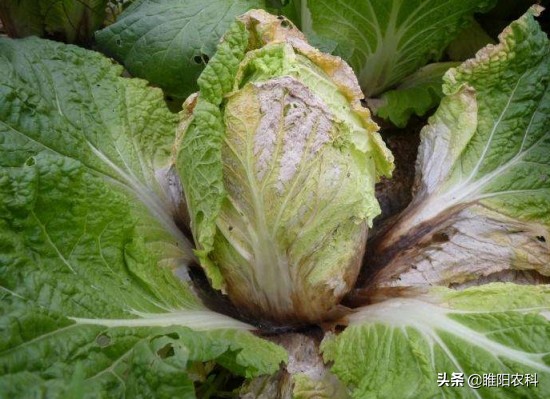 最新霜霉病新药,特效药百种病害