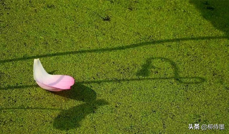 荷花怎么拍出高级感的照片航拍,荷花怎么拍出高级感的照片