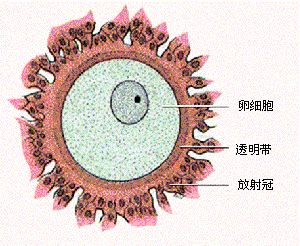 明明相爱却不能在一起什么感受,相爱却不能在一起的原因有哪些