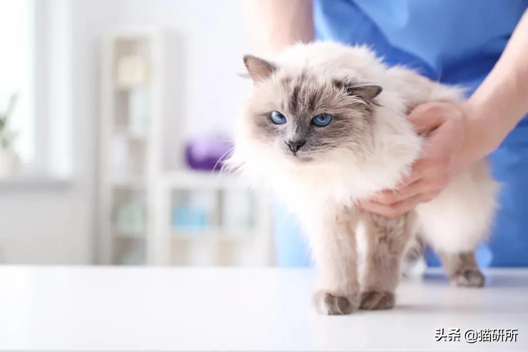 驱虫药怎么选？10个基础问题答疑