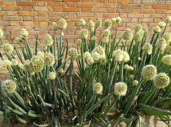 乡情散文：庄稼院儿的种地“留种”