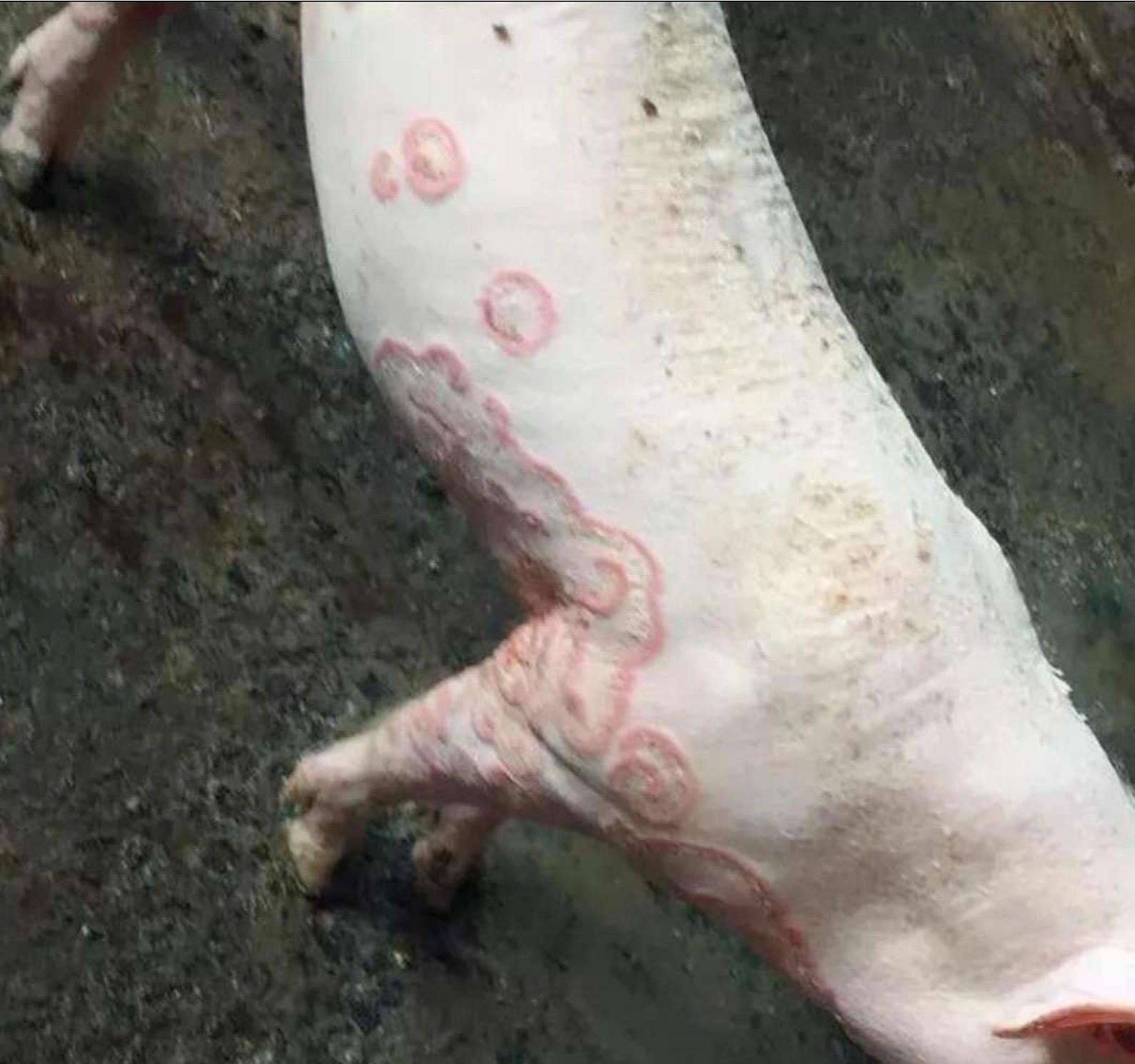 猪皮肤病怎么预防,猪的皮肤病怎么治