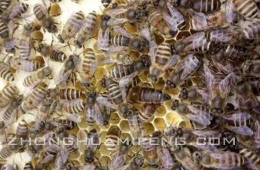 中蜂王台5天封盖是几日龄的幼虫,中蜂三日龄幼虫急造王台几天出房