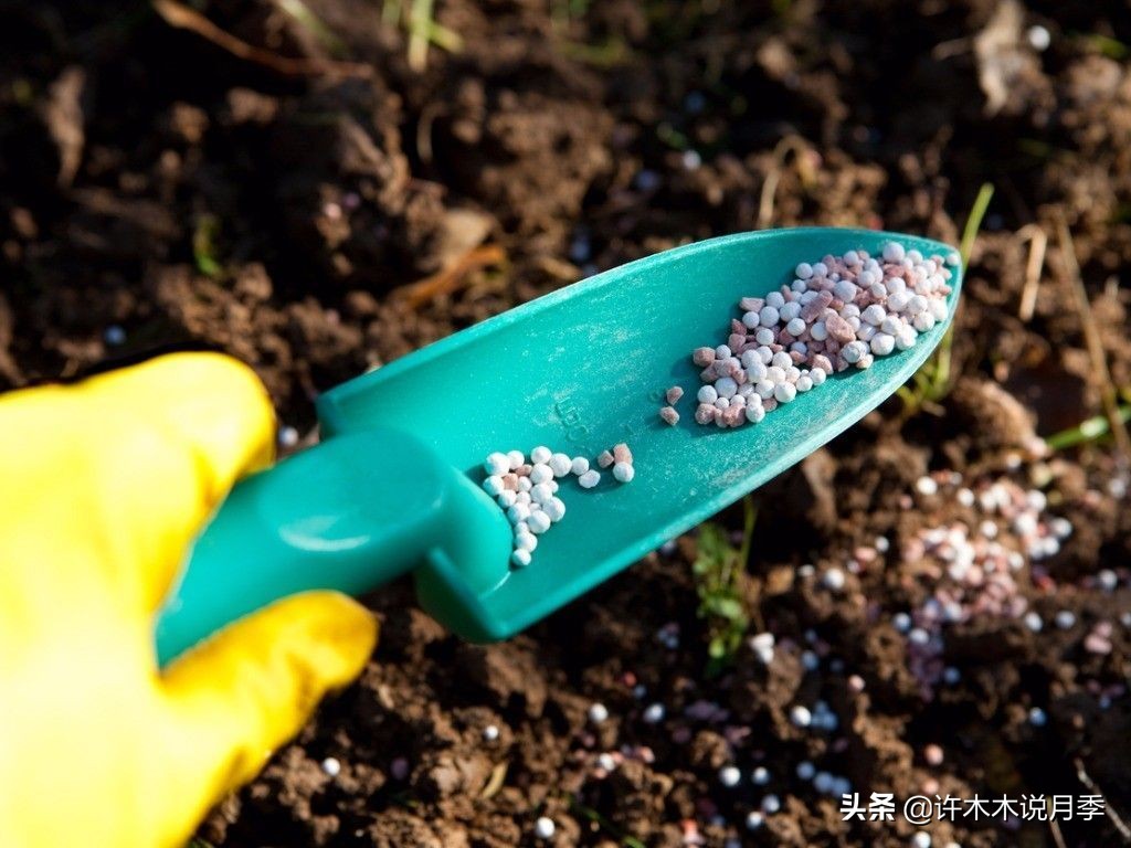 月季芽点都枯了月季还能活吗,月季枯萎了还能救活吗