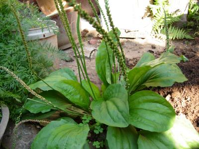 农民卖野草赚钱吗,河南大妈摆摊卖街头小吃