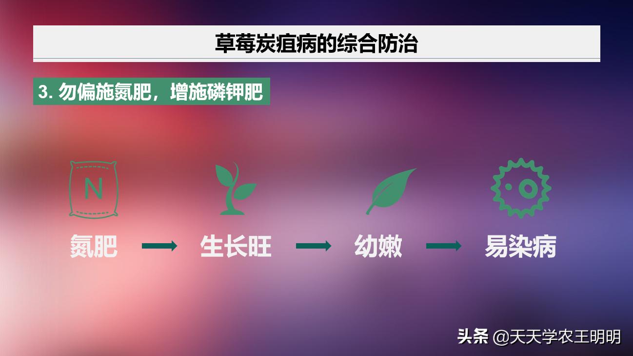 草莓得了炭疽病怎么办,草莓已经开花结果得炭疽病怎么治