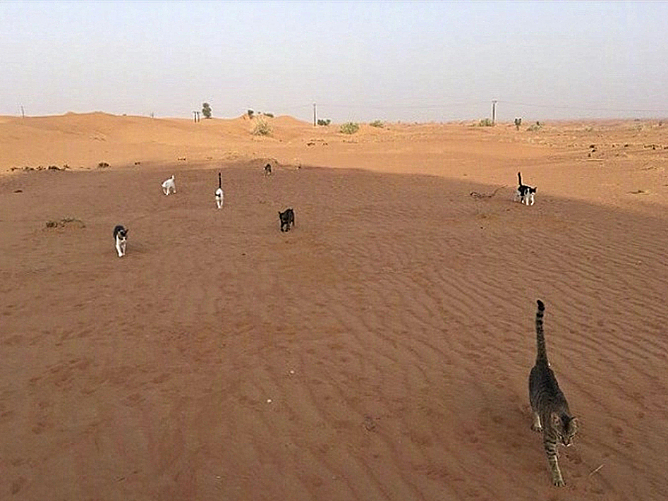 猫咪看到巨大的猫砂盆,猫咪把沙漠当猫砂盆