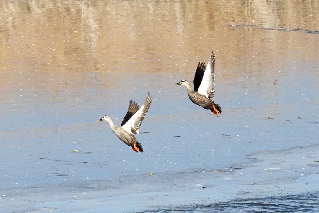 涂上黄色的“润唇膏”,TA就是野鸭中最靓的仔