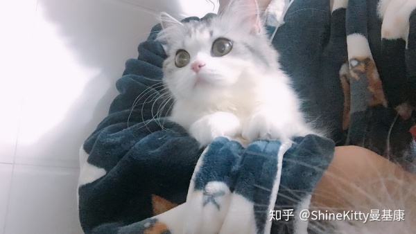 怀孕期间养猫该注意些什么,帮人养猫的话需要注意什么