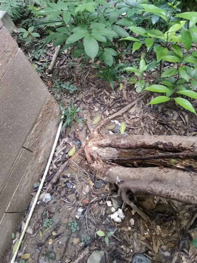 成都网友投诉怡丰新城小区榕树成灾危及行人，高新管委会回应