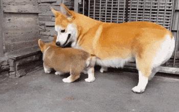 搞笑GIF段子：.我的小萝莉呢？你还我的小萝莉