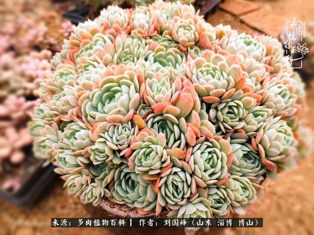 冬季室温20度以上多肉怎么养,贵的不一定就是好的便宜的