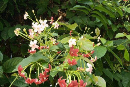 使君子开花有什么寓意,使君子故事